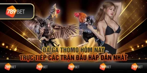 Đá gà Thomo hôm nay – Trực tiếp các trận đấu hấp dẫn nhất 2 Đá gà Thomo hôm nay – Trực tiếp các trận đấu hấp dẫn nhất