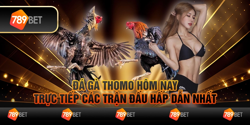 Đá gà Thomo hôm nay – Trực tiếp các trận đấu hấp dẫn nhất 1 Đá gà Thomo hôm nay – Trực tiếp các trận đấu hấp dẫn nhất
