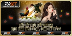 Đấu gà trực tiếp online: Kịch tính từng trận, cược dễ thắng 8 Đấu gà trực tiếp online: Kịch tính từng trận, cược dễ thắng