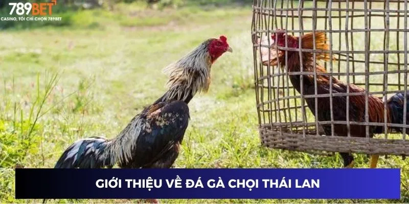 Đá gà chọi Thái Lan: Kinh nghiệm cược hay từ dân chuyên 2 Giới thiệu về đá gà chọi Thái Lan