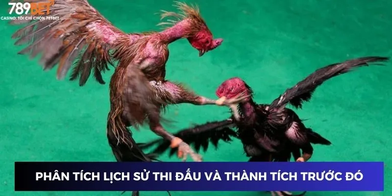 Đá gà chọi Thái Lan: Kinh nghiệm cược hay từ dân chuyên 4 Phân tích lịch sử thi đấu và thành tích trước đó