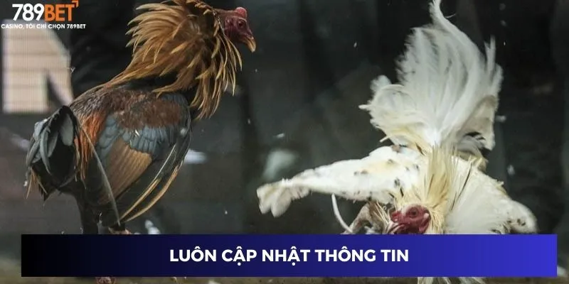 Trực Tiếp Đá Gà Mạnh – Xem Trận Đá Gà Kịch Tính Nhất 4 Luôn cập nhật thông tin