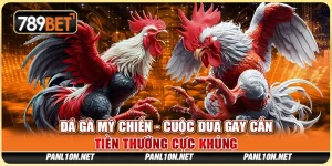 Đá Gà Mỹ Chiến - Cuộc Đua Gay Cấn, Tiền Thưởng Cực Khủng 2 Đá Gà Mỹ Chiến - Cuộc Đua Gay Cấn, Tiền Thưởng Cực Khủng