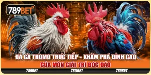 Đá Gà Thomo Trực Tiếp - Khám Phá Đỉnh Cao Của Môn Giải Trí Độc Đáo 6 Đá Gà Thomo Trực Tiếp - Khám Phá Đỉnh Cao Của Môn Giải Trí Độc Đáo
