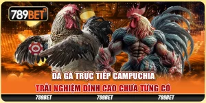 Đá Gà Trực Tiếp Campuchia - Trải Nghiệm Đỉnh Cao Chưa Từng Có 7 Đá gà trực tiếp Campuchia