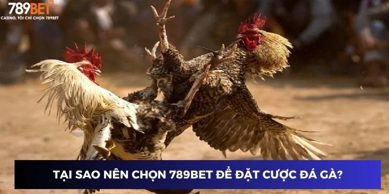 Mẹo Chơi Đá Gà Toàn Thắng – Hạ Gục Mọi Đối Thủ 789BET 2024 2 Tại sao nên chọn 789BET để đặt cược đá gà?