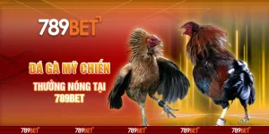 Đá Gà Mỹ Chiến Online - Thưởng Nóng Tại 789bet 1 Đá Gà Mỹ Chiến Online - Thưởng Nóng Tại 789bet