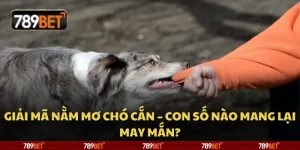 Giải mã nằm mơ chó cắn – Con số nào mang lại may mắn? 3 Giải mã nằm mơ chó cắn – Con số nào mang lại may mắn?