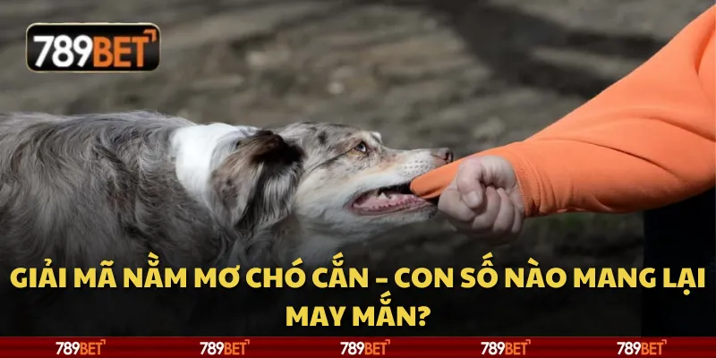 Giải mã nằm mơ chó cắn – Con số nào mang lại may mắn? 1 Giải mã nằm mơ chó cắn – Con số nào mang lại may mắn?